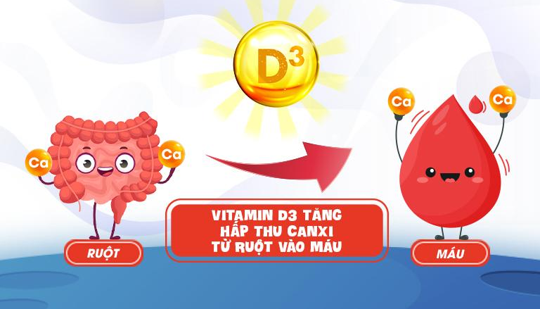 Vitamin D3 giúp tăng hấp thu canxi từ ruột vào máu