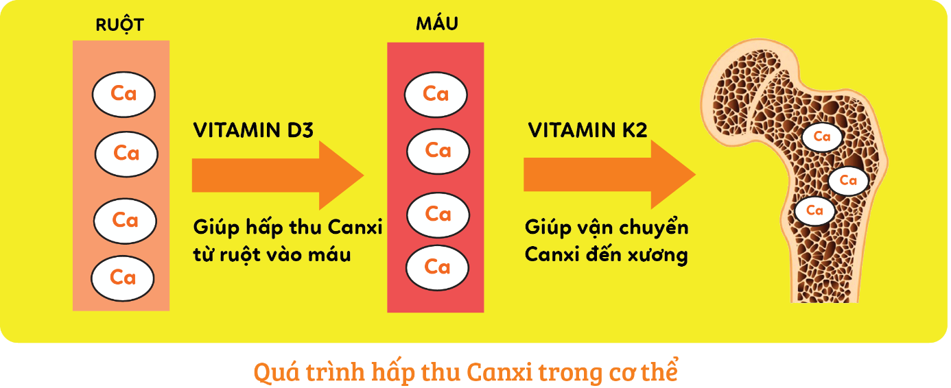 Mối liên hệ giữa Canxi - D3 - K2 trong việc hỗ trợ sức khỏe xương 